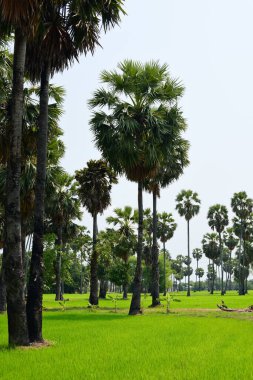 Güneşli bir günde yeşil parkta palmiye ağaçları