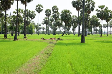 Güneşli bir günde yeşil parkta palmiye ağaçları
