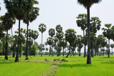 Hurma ağaçları ve yeşil pirinç tarlaları. Mavi arkaplan, palmiye ağaçları veya palmiye ağaçları...