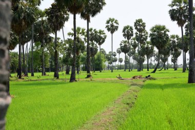 Hurma ağaçları ve yeşil pirinç tarlaları. Mavi arkaplan, palmiye ağaçları veya palmiye ağaçları...