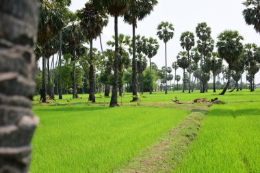 Hurma ağaçları ve yeşil pirinç tarlaları. Mavi arkaplan, palmiye ağaçları veya palmiye ağaçları...