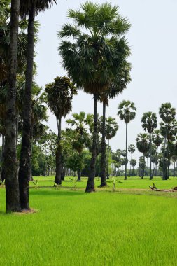 Güneşli bir günde yeşil parkta palmiye ağaçları
