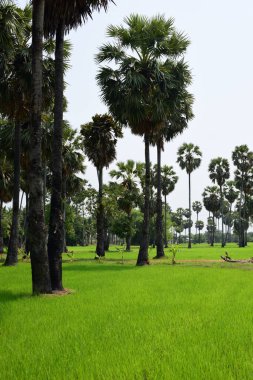 Hurma ağaçları ve yeşil pirinç tarlaları. Mavi arkaplan, palmiye ağaçları veya palmiye ağaçları...