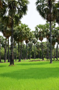 Hurma ağaçları ve yeşil pirinç tarlaları. Mavi arkaplan, palmiye ağaçları veya palmiye ağaçları...