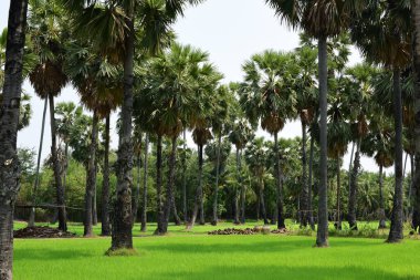 Hurma ağaçları ve yeşil pirinç tarlaları. Mavi arkaplan, palmiye ağaçları veya palmiye ağaçları...