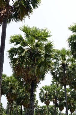 Güneşli bir günde yeşil parkta palmiye ağaçları