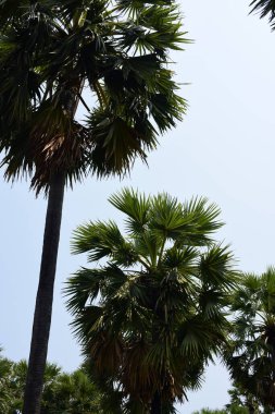 Güneşli bir günde yeşil parkta palmiye ağaçları