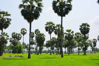 Güneşli bir günde yeşil parkta palmiye ağaçları