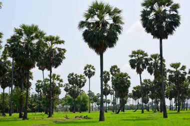 Hurma ağaçları ve yeşil pirinç tarlaları. Mavi arkaplan, palmiye ağaçları veya palmiye ağaçları...