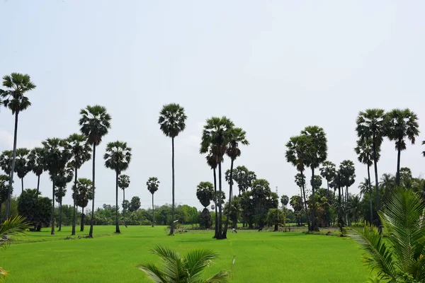 Güneşli Bir Günde Yeşil Parkta Palmiye Ağaçları — Stok fotoğraf