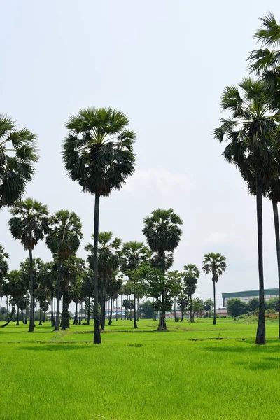 Palm Trees Green Park Sunny Day — Stock Photo, Image