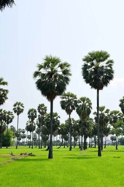Palmy Zeleném Parku Slunečného Dne — Stock fotografie