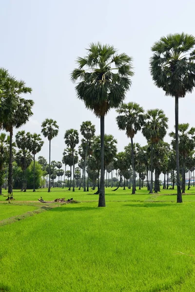 Palm Trees Green Park Sunny Day — Stock Photo, Image