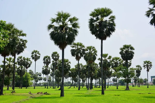 Palm Trees Green Park Sunny Day — Stock Photo, Image