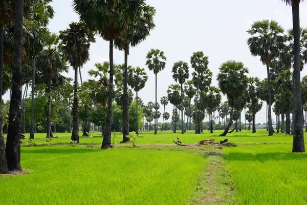 Palm Trees Green Rice Fields Blue Sky Background Palm Trees — Stock Photo, Image