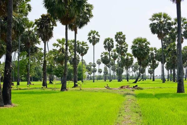 Palm Trees Green Rice Fields Blue Sky Background Palm Trees — Stock Photo, Image