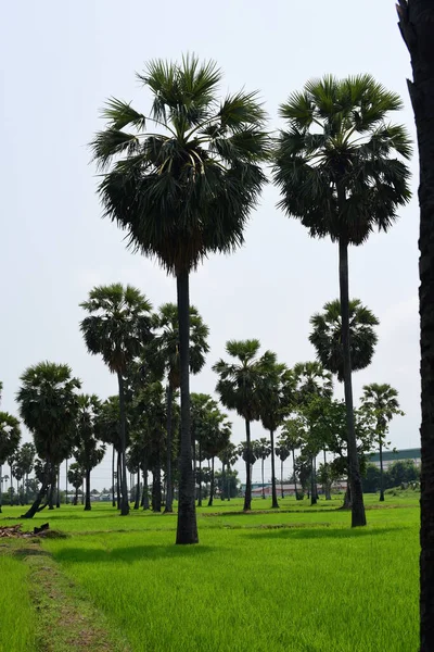 Palm Trees Green Park Sunny Day — Stock Photo, Image