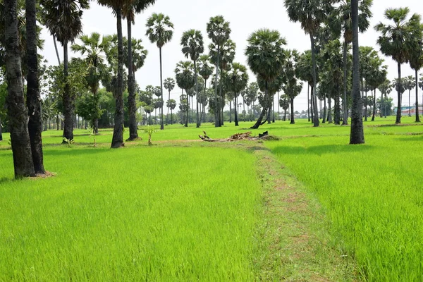 Palmeras Campos Arroz Verde Con Fondo Cielo Azul Palmeras Palmeras — Foto de Stock