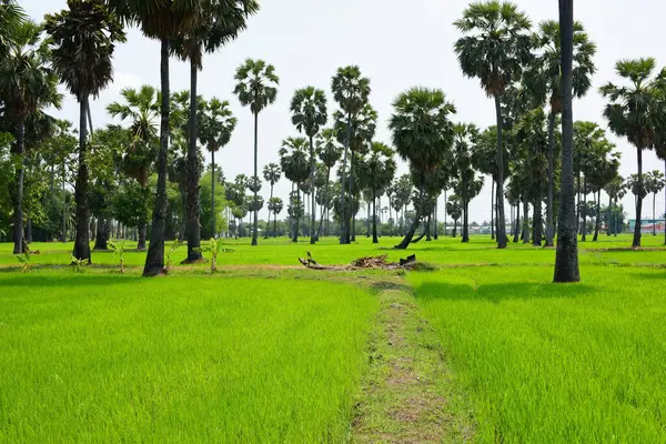 Güneşli bir günde yeşil parkta palmiye ağaçları