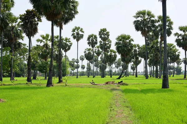 Palm Trees Green Rice Fields Blue Sky Background Palm Trees — Stock Photo, Image