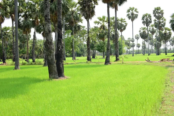 Пальмы Зеленые Рисовые Поля Фоне Голубого Неба Пальмы Пальмы — стоковое фото