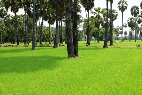 Palmeras Parque Verde Día Soleado — Foto de Stock