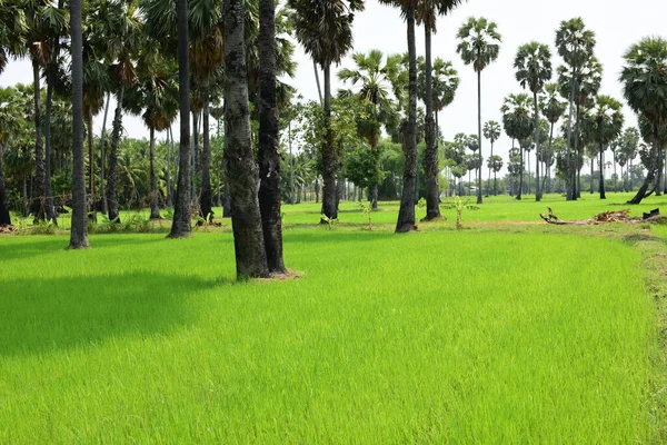 Palmeras Campos Arroz Verde Con Fondo Cielo Azul Palmeras Palmeras —  Fotos de Stock