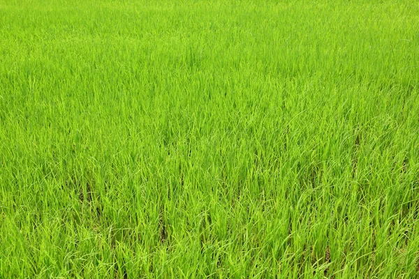 Palmeiras Campos Arroz Verde Com Fundo Azul Palmeiras Palmeiras — Fotografia de Stock