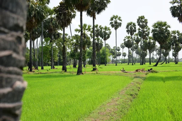 Hurma ağaçları ve yeşil pirinç tarlaları. Mavi arkaplan, palmiye ağaçları veya palmiye ağaçları...