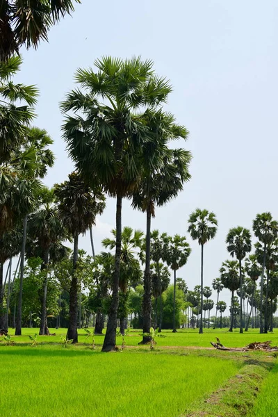 Palmy Zeleném Parku Slunečného Dne — Stock fotografie