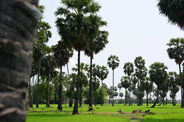 Palm trees and green rice fields with a blue sky background, palm trees or palm trees