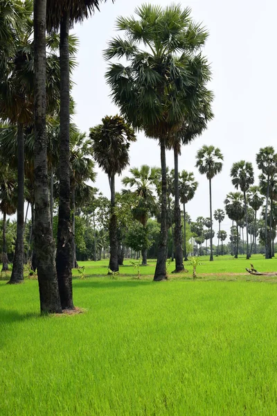 Hurma Ağaçları Yeşil Pirinç Tarlaları Mavi Arkaplan Palmiye Ağaçları Veya — Stok fotoğraf