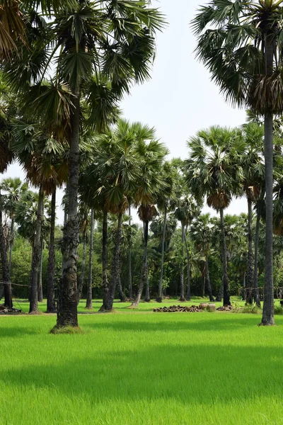 Palmeras Campos Arroz Verde Con Fondo Cielo Azul Palmeras Palmeras — Foto de Stock