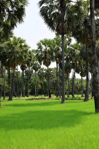 Palmeras Campos Arroz Verde Con Fondo Cielo Azul Palmeras Palmeras — Foto de Stock