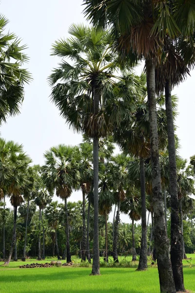 Palmer Grön Park Solig Dag — Stockfoto