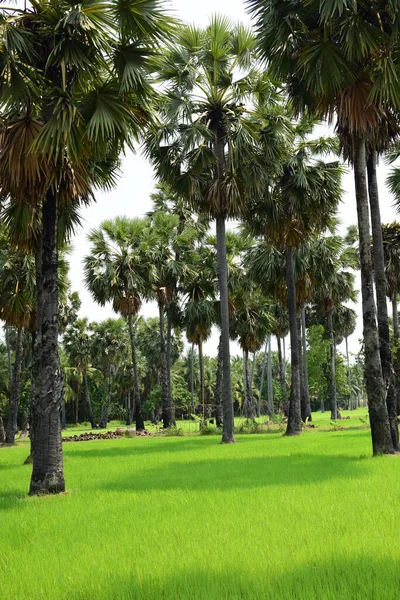 Palmeras Parque Verde Día Soleado —  Fotos de Stock