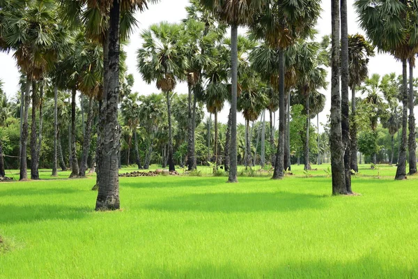 Palmeras Campos Arroz Verde Con Fondo Cielo Azul Palmeras Palmeras — Foto de Stock