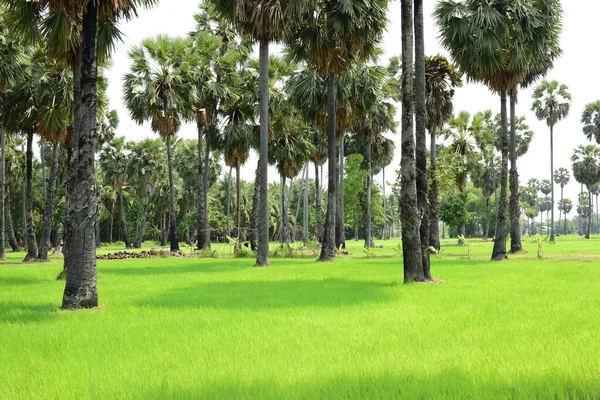 Palmy Zelená Rýžová Pole Modrým Nebem Pozadí Palmy Nebo Palmy — Stock fotografie
