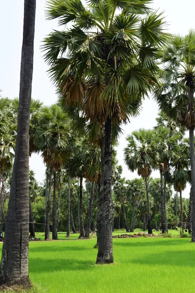 具有蓝天背景的棕榈树和绿稻田 棕榈树或棕榈树 — 图库照片