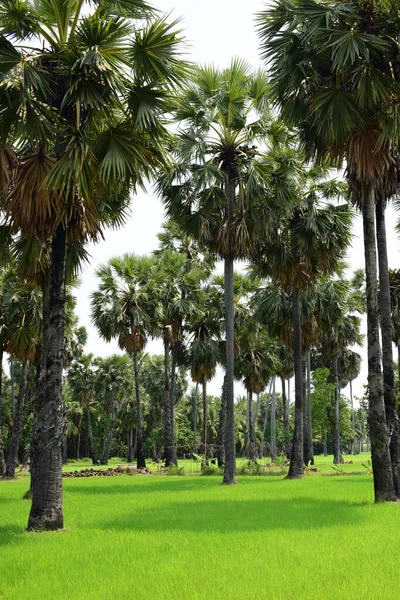 Hurma Ağaçları Yeşil Pirinç Tarlaları Mavi Arkaplan Palmiye Ağaçları Veya — Stok fotoğraf