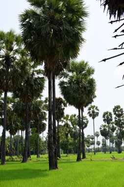 Hurma ağaçları ve yeşil pirinç tarlaları. Mavi arkaplan, palmiye ağaçları veya palmiye ağaçları...