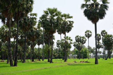Güneşli bir günde yeşil parkta palmiye ağaçları