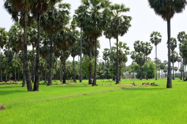 Güneşli bir günde yeşil parkta palmiye ağaçları