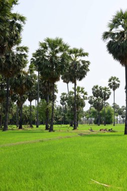 Güneşli bir günde yeşil parkta palmiye ağaçları