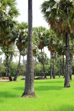 Güneşli bir günde yeşil parkta palmiye ağaçları