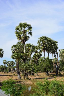Palmiye ağaçları ve mavi gökyüzü arka planı 