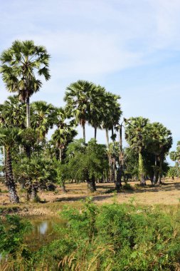 Palmiye ağaçları ve mavi gökyüzü arka planı 
