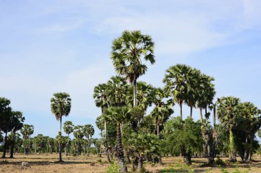 Palmiye ağaçları ve mavi gökyüzü arka planı 