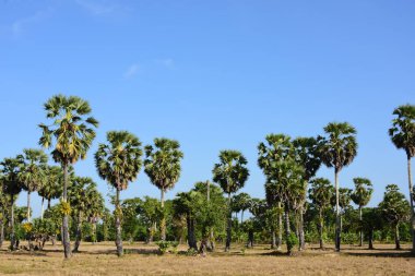 Güneşli bir günde yeşil parkta palmiye ağaçları