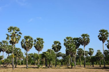Palmiye ağaçları ve mavi gökyüzü arka planı 